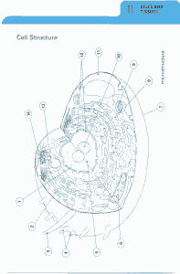 Human Cell Structure
